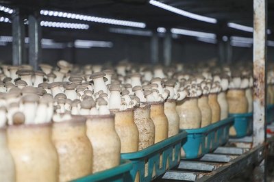 學(xué)有所獲、學(xué)有所用!"鄉(xiāng)村振興&middot;網(wǎng)信助農(nóng)"助力網(wǎng)信新農(nóng)人活動(dòng)第一期&middot;西海岸新區(qū)專場(chǎng)圓滿收官