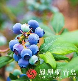 深山塢里新桃源 藍莓酒香醉青島